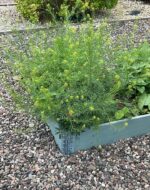 PlantGroup1