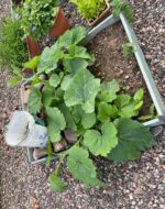 PlantGroup2
