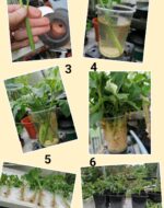 plantGroup3
